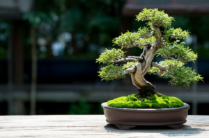 L'arte della bonsai: coltivare la natura in miniatura