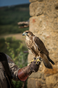 L'arte della falconeria: un dialogo antico tra uomo e natura